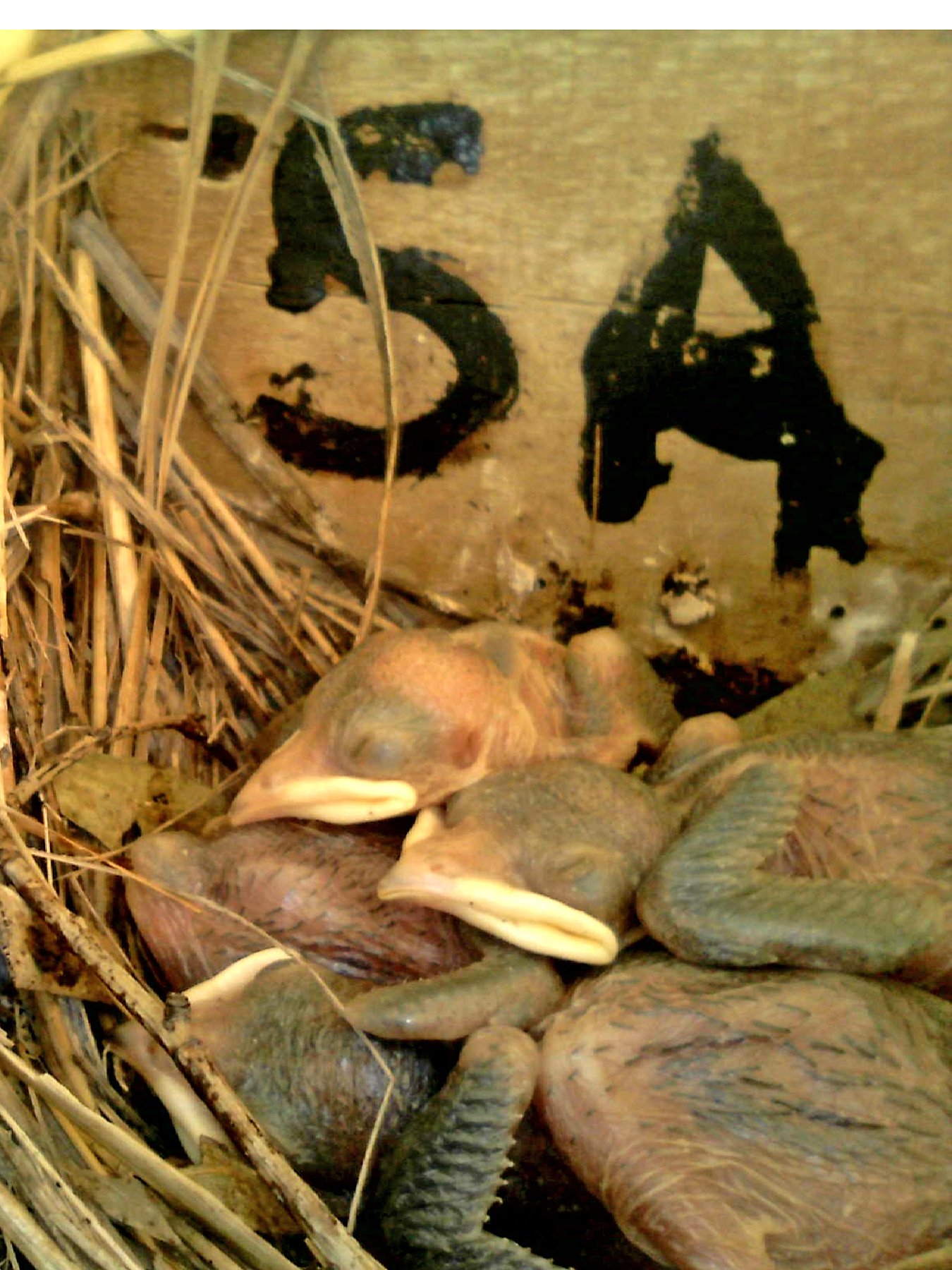 OPAS 5A